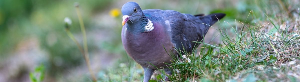 [paste advice page name here]